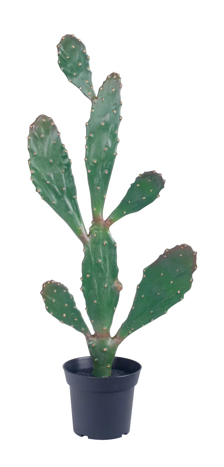 Opuntia cactus in pot H77 green
