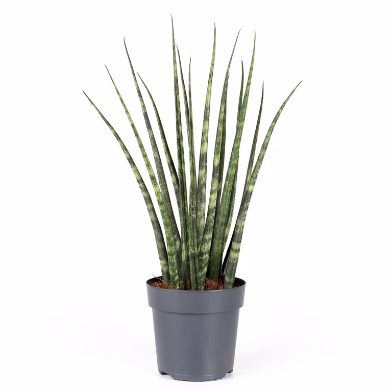 Sansevieria 'Fernwood' 11 cm