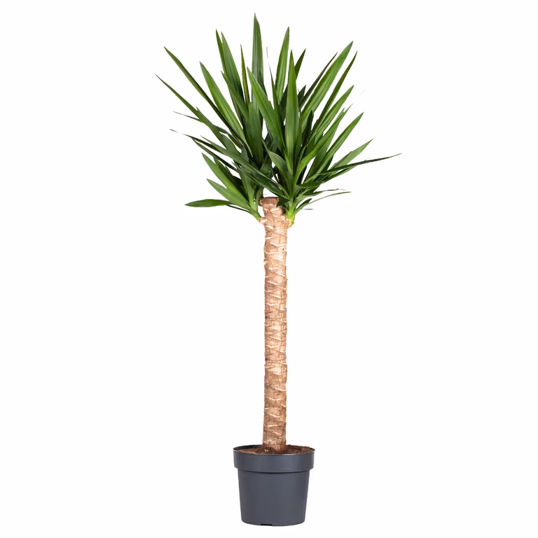 Yucca gigantea 35 cm