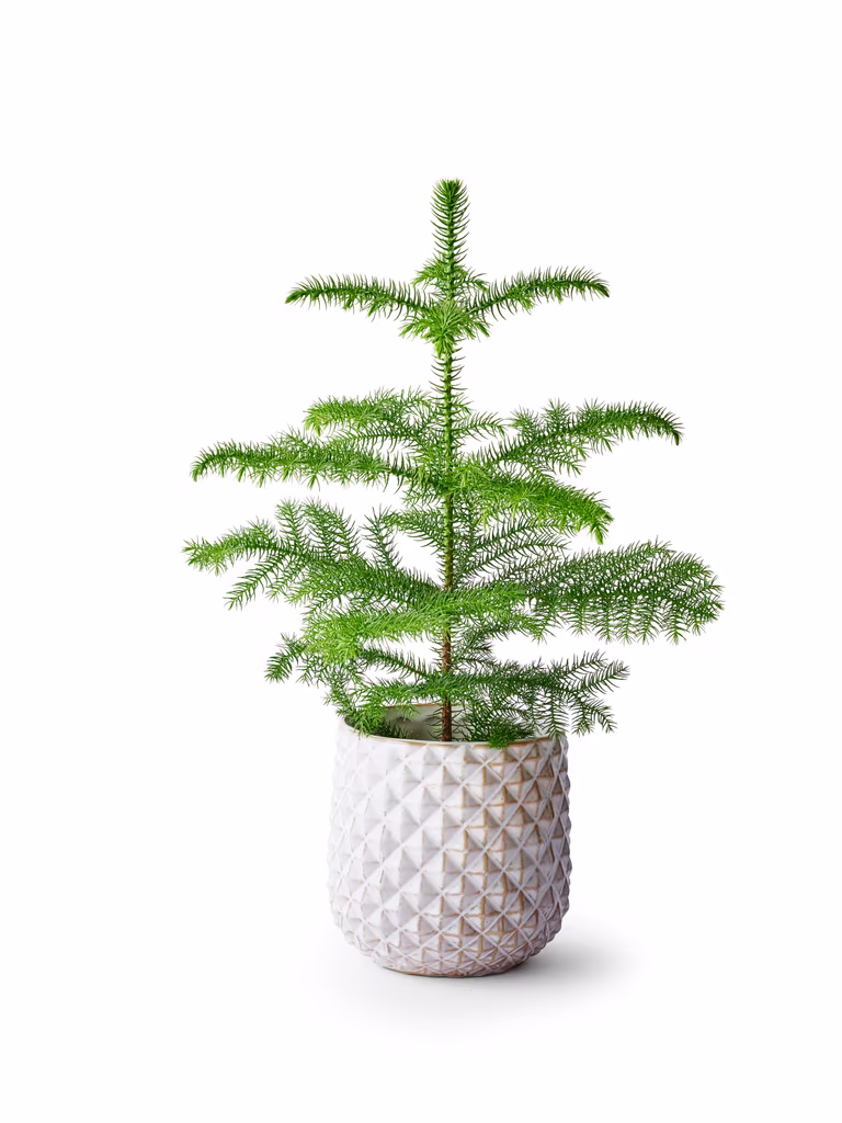 Jonna pot D16 white