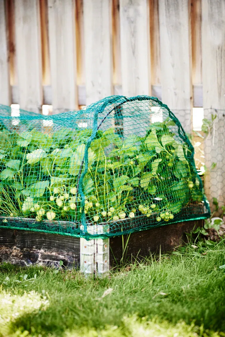 BIRD NET FOR PALLET COLLARS 12