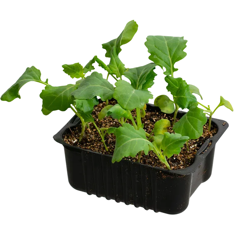 Broccoli 'Marathon' box 14 cm