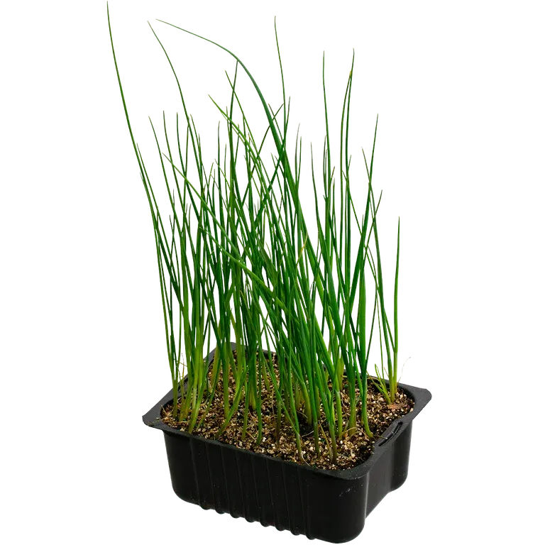 Leek 'Prelina' box 14 cm