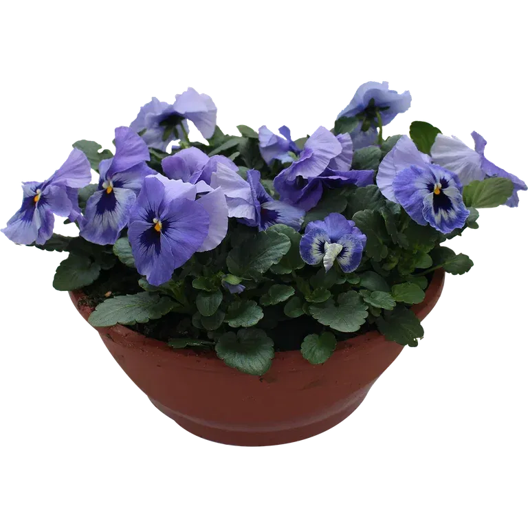 Viola small fl. bowl 27 cm