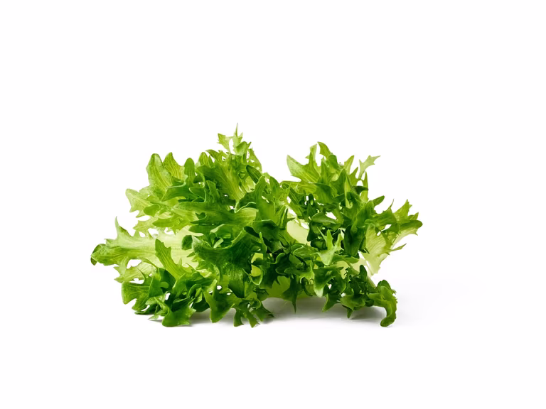 All N. Ready Lactuca 12 cm