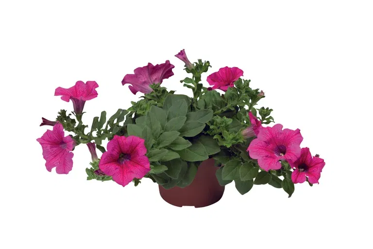 Petunia h. Pink 12 cm