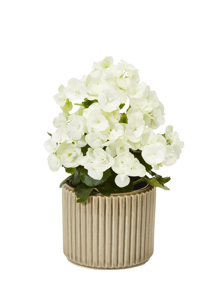 Begonia Bigflower White 12 cm