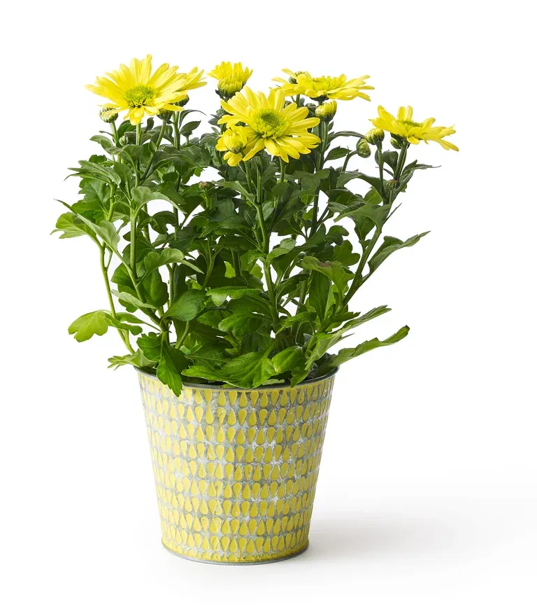 Dendranthema 3-plant Easter 12 cm