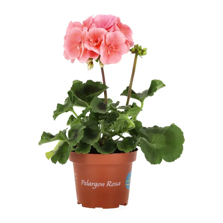 All N. zonale Pink 10,5 cm