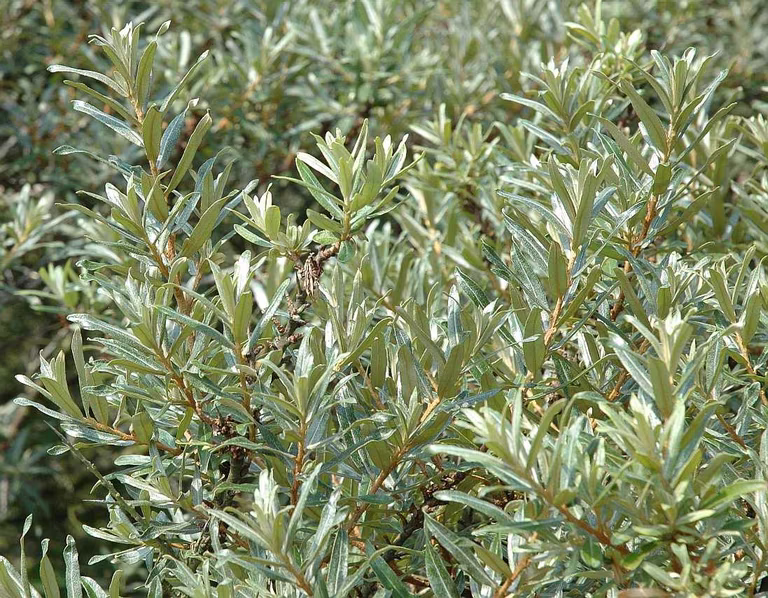 Hippophae rhamnoides 'Romeo' 4,5L