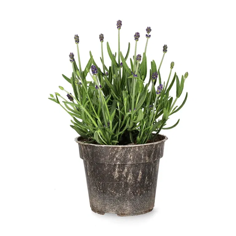 All Nature Lavandula ang. 'Felice' 10,5cm