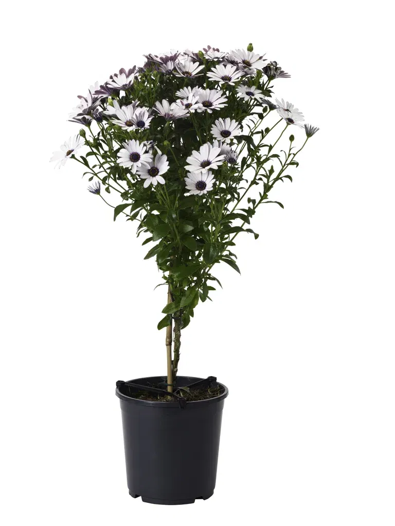 Osteospermum stem 19 cm
