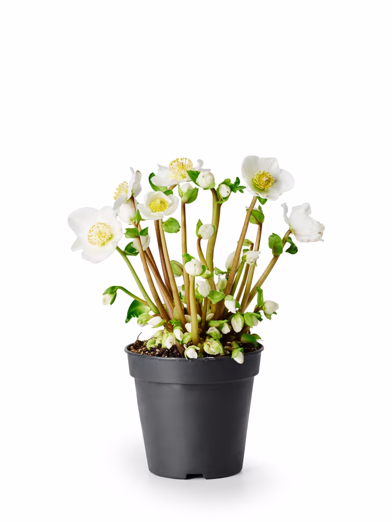 Helleborus 'Verboom Beauty' White 15+ 12 cm