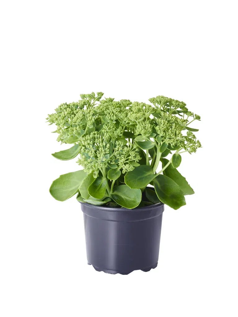 Hylotelephium 'Herbstfreude' 17cm