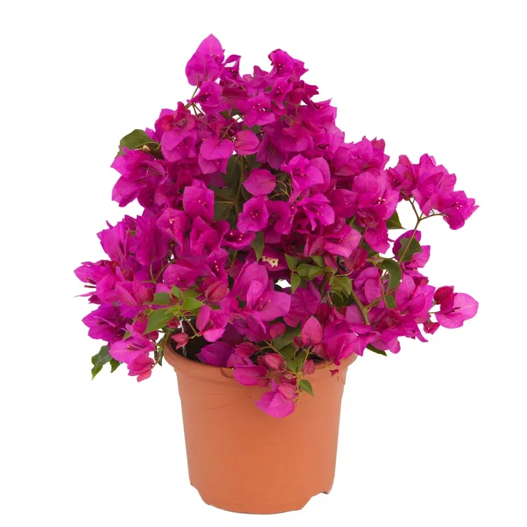 Bougainvillea s. 'Renate' 19 cm