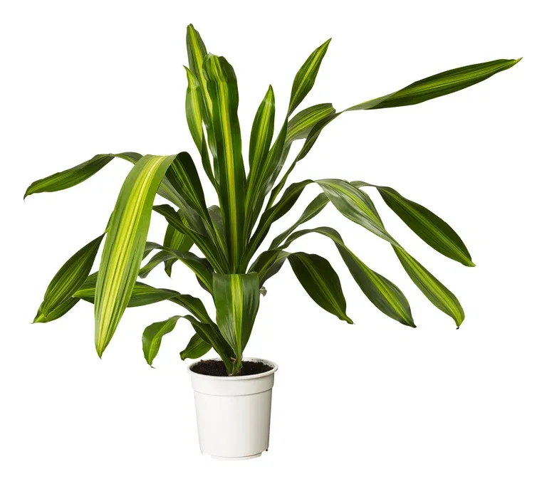 Dracaena fragrans Burley, Height 120 cm, Green