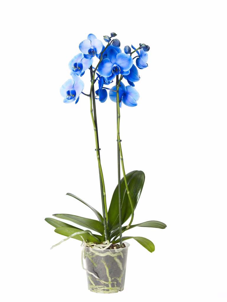 Phalaenopsis