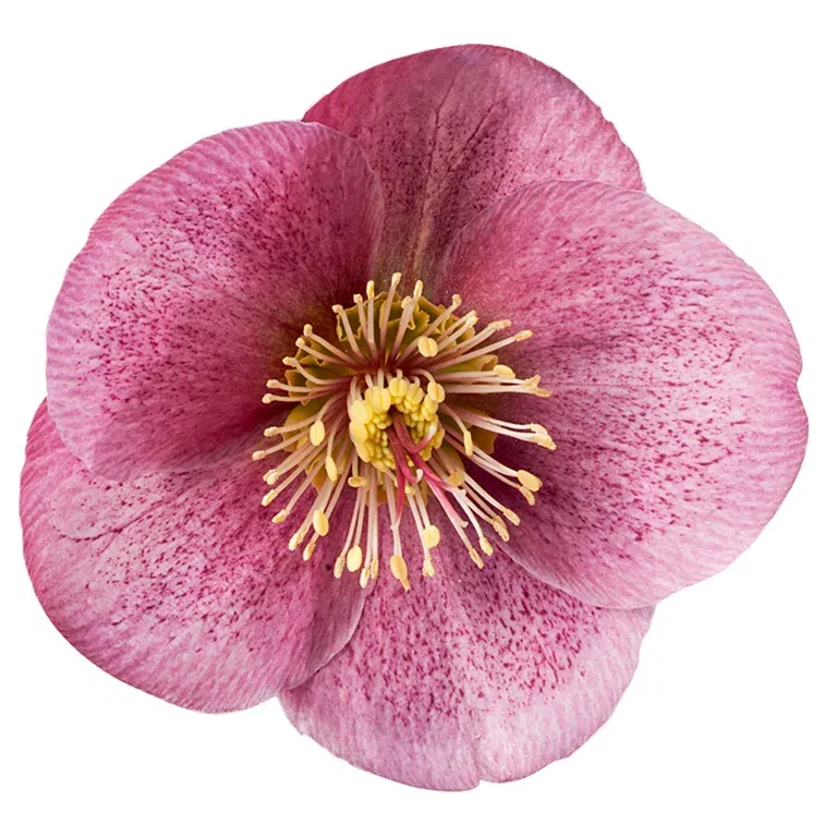 Helleborus Frostkiss 15 cm