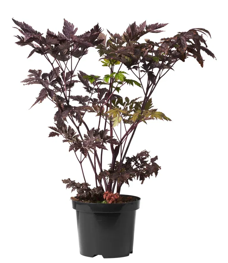 Actaea simplex 'Brunette' 23cm