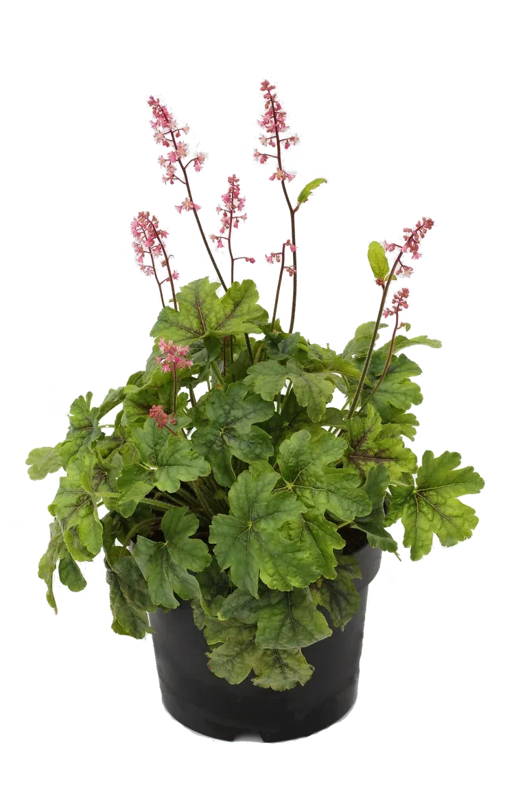 Heuchera Green 15cm