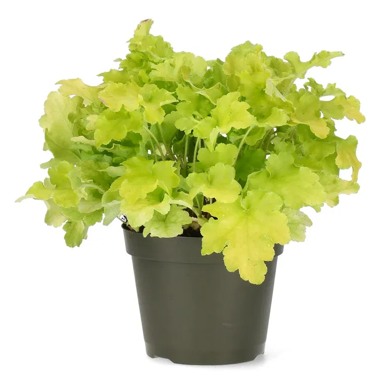 Heuchera Yellow 15cm