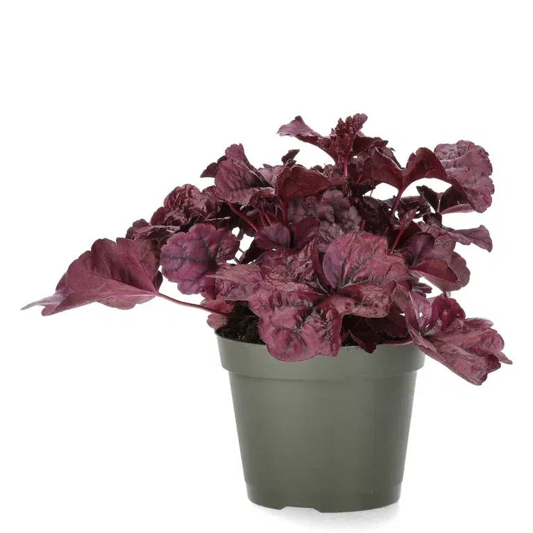 Heuchera Purple 15cm