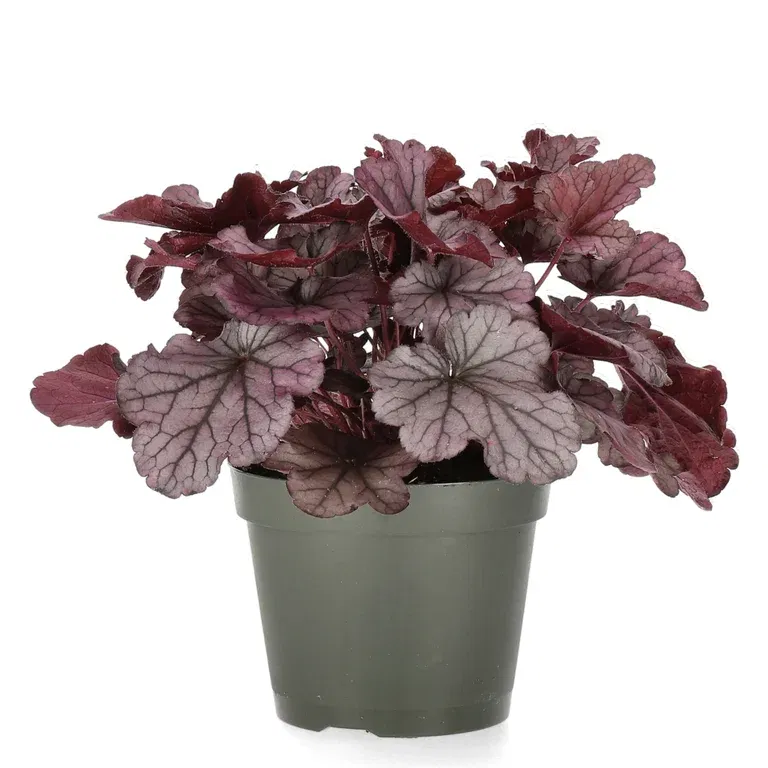 Heuchera Grey 15cm
