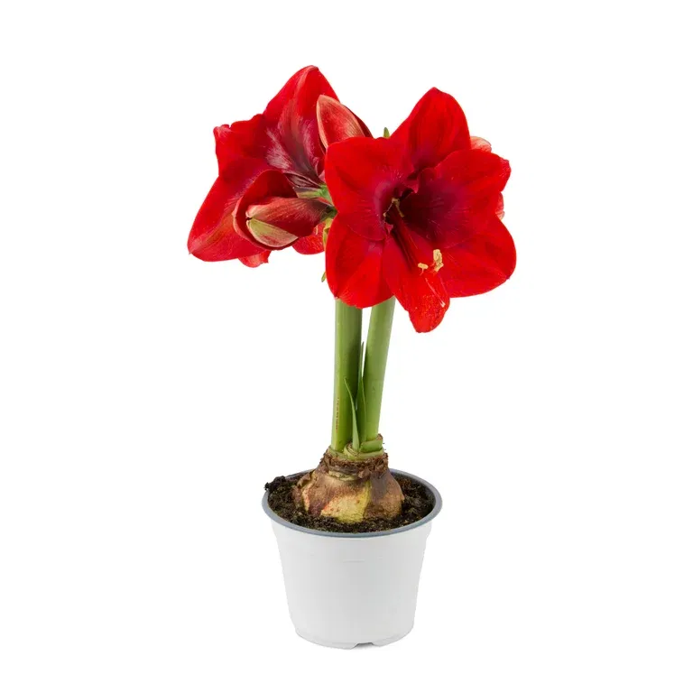 Hippeastrum 32+ 'Merry Christmas' 14 cm