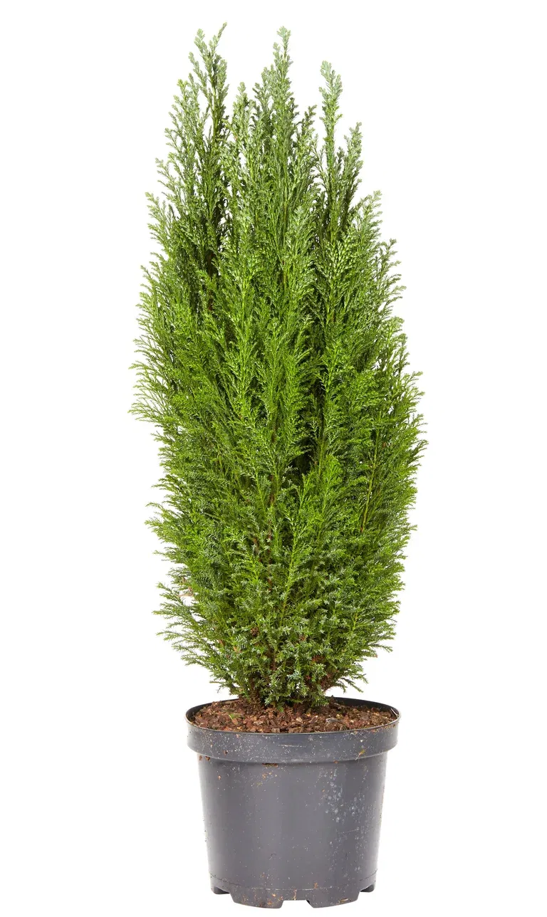 Chamaecyparis lawsoniana 'Ellwoodii' 