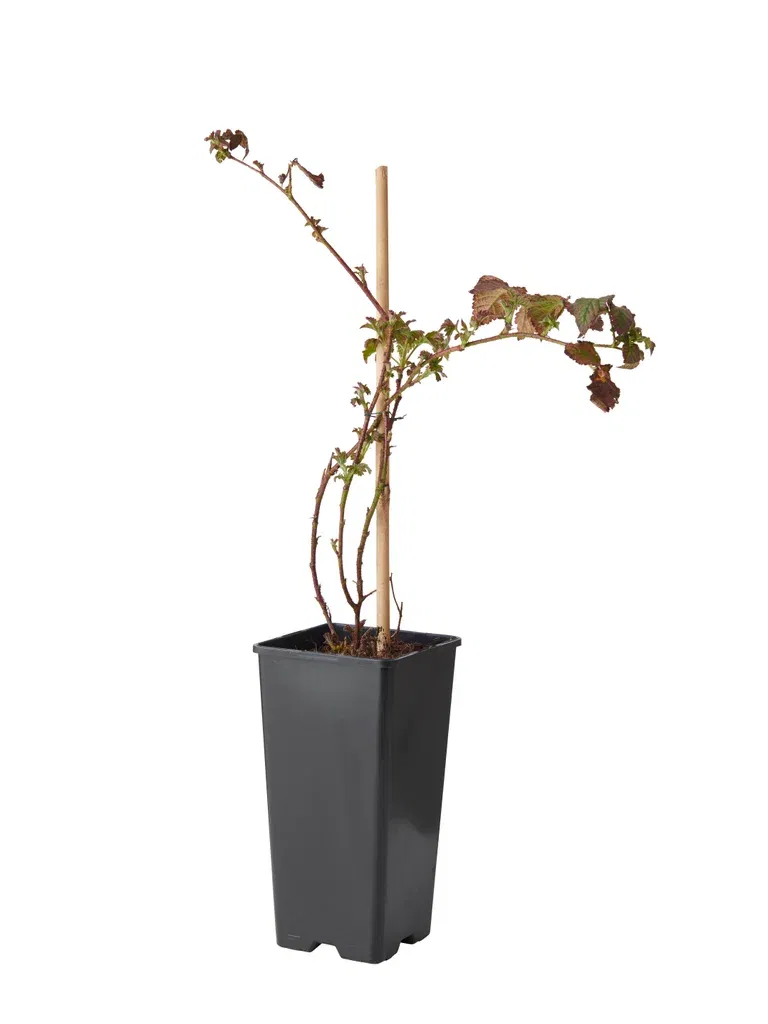 Rubus (Blackberries-Group) 'Loch Tay' 17cm BIO