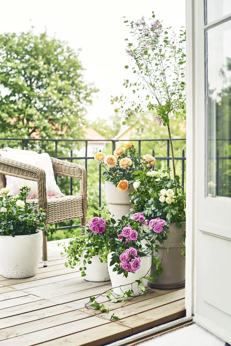 Rosa YELLOW MEILOVE 4L