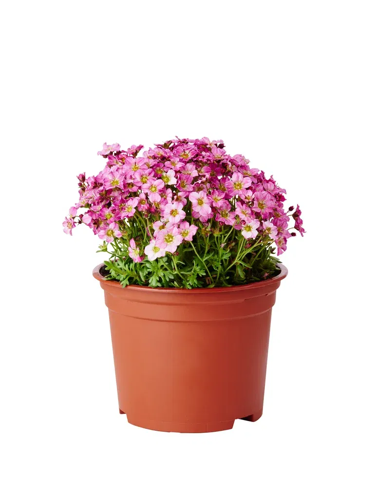 Saxifraga x arendsii 17cm