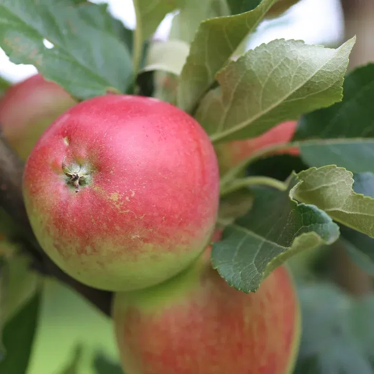 Malus domestica 'Katja' E B9 10L