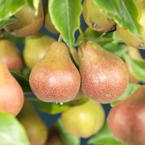 Pyrus communis 'Clara Frijs' Kv.Adams 10L