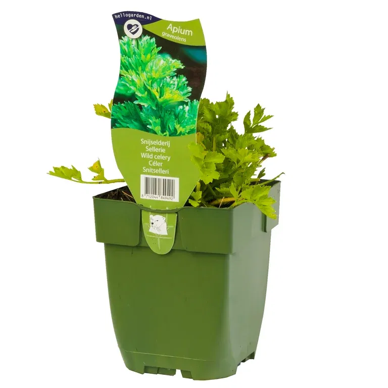 Apium graveolens