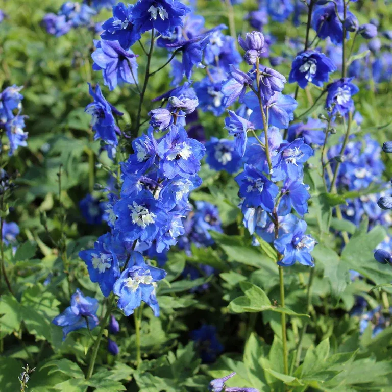 Delphinium (Elatum-Group) 'Blue Bird'