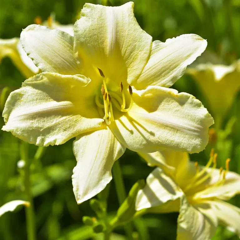 Hemerocallis 'Joan Senior'