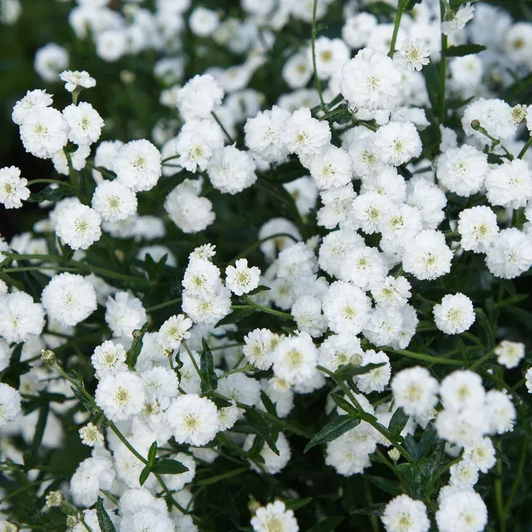 Achillea ptarmica 'The Pearl'