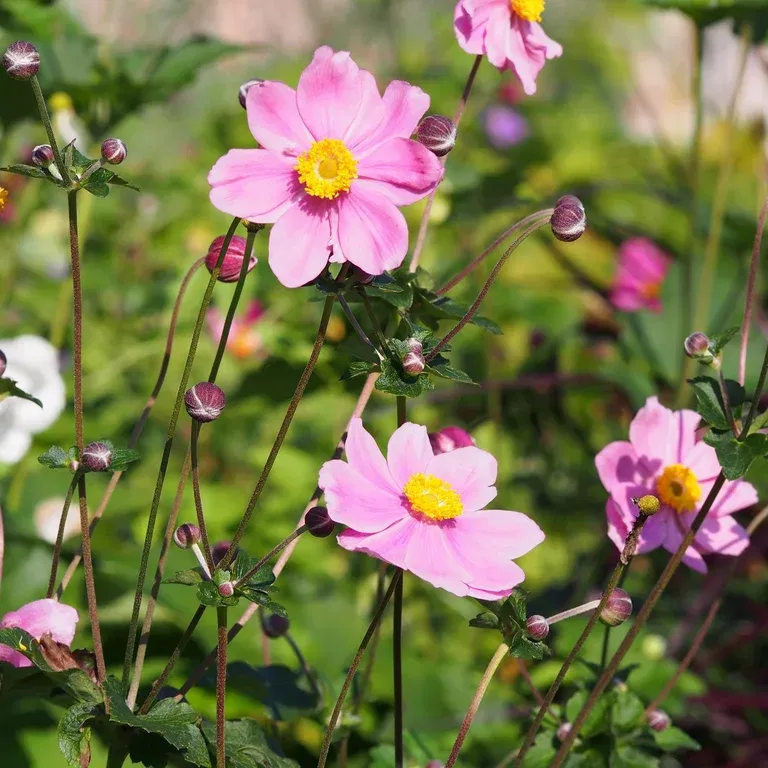 Anemone x hybrida 'Königin Charlotte'