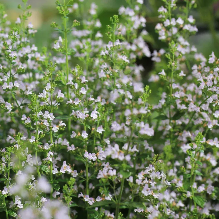 Calamintha nepeta ssp. Nepeta