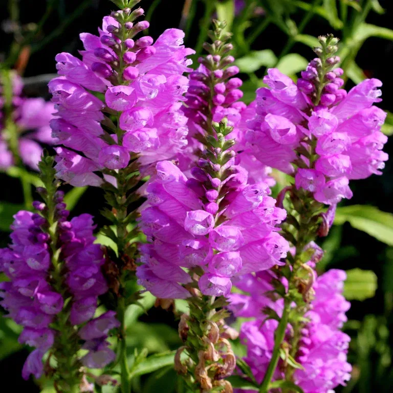 Physostegia virg. 'Bouquet Rose'