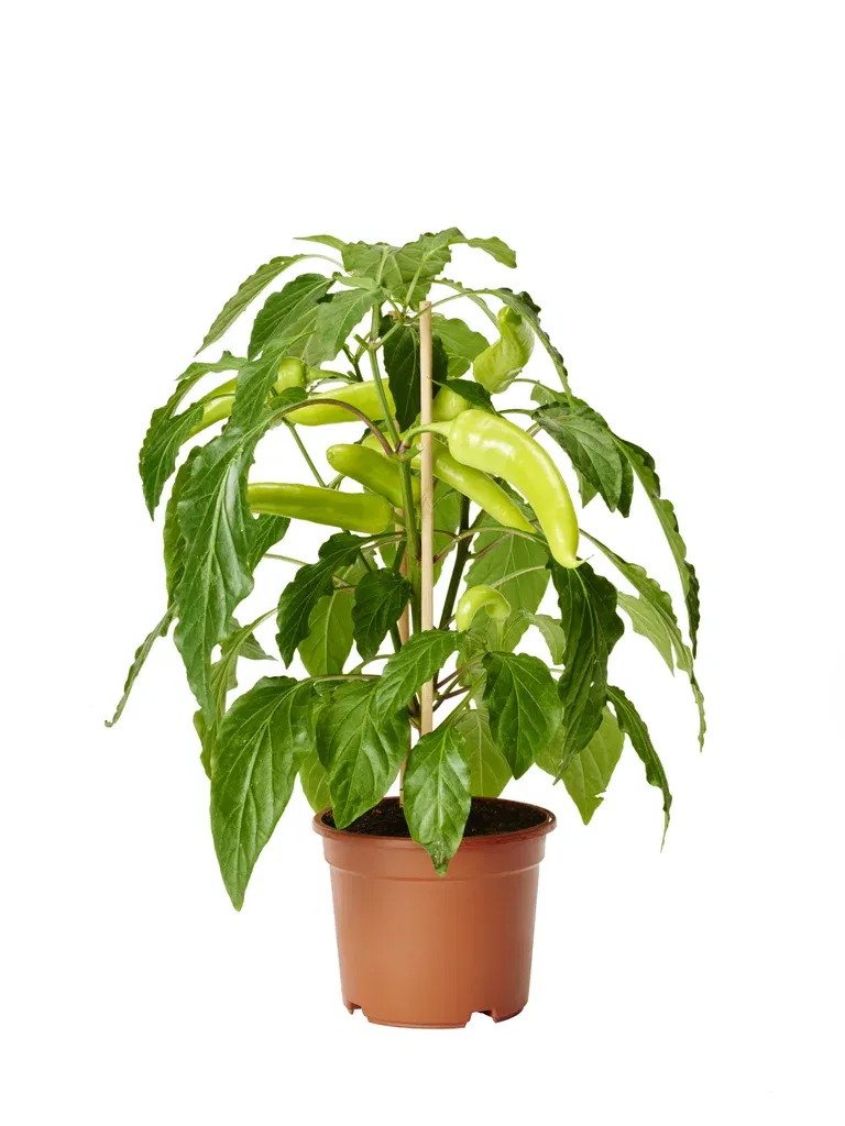 Ready Mild chili pepper 14 cm