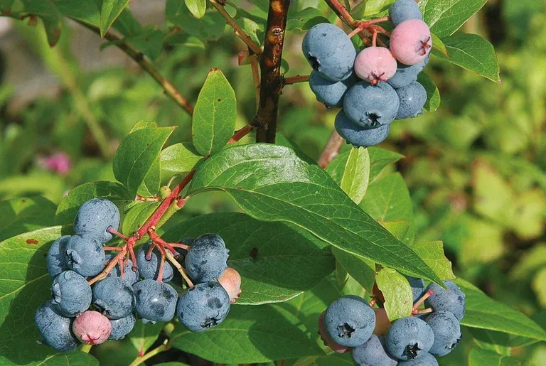 Vaccinium corymbosum 'Bluecrop' 30-40 17cm