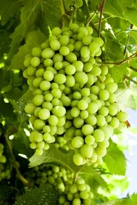 Vitis labrusca 'Sukribe' 17cm