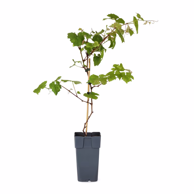 Vitis labrusca 'Spulga' 17cm