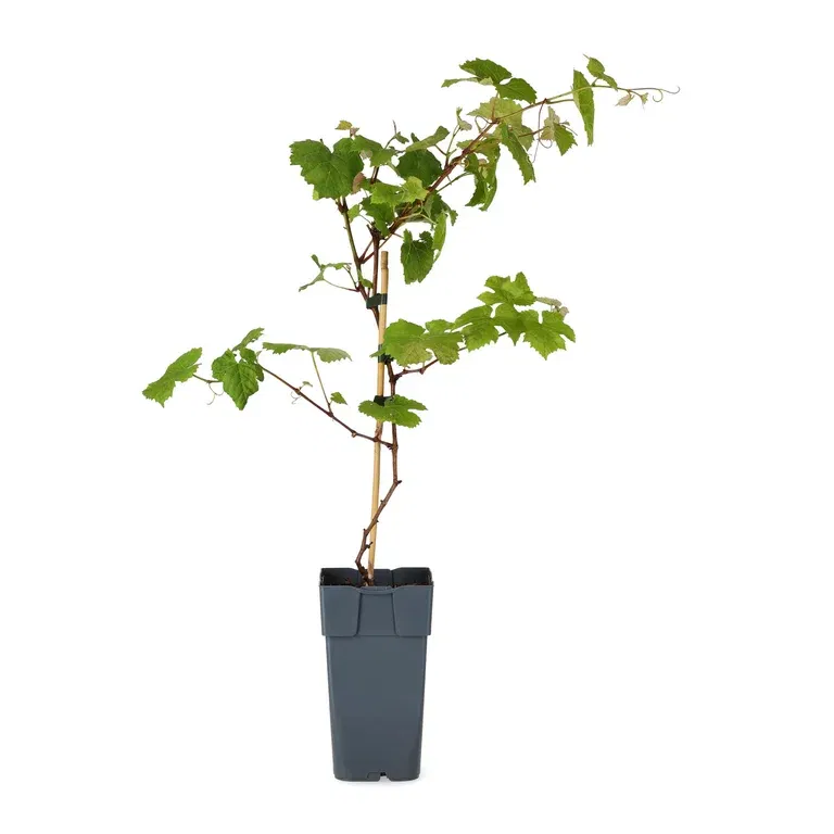 Vitis labrusca 'Spulga' 17cm