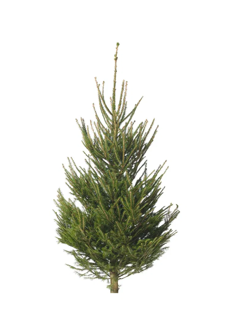 Picea abies 160-190 cm