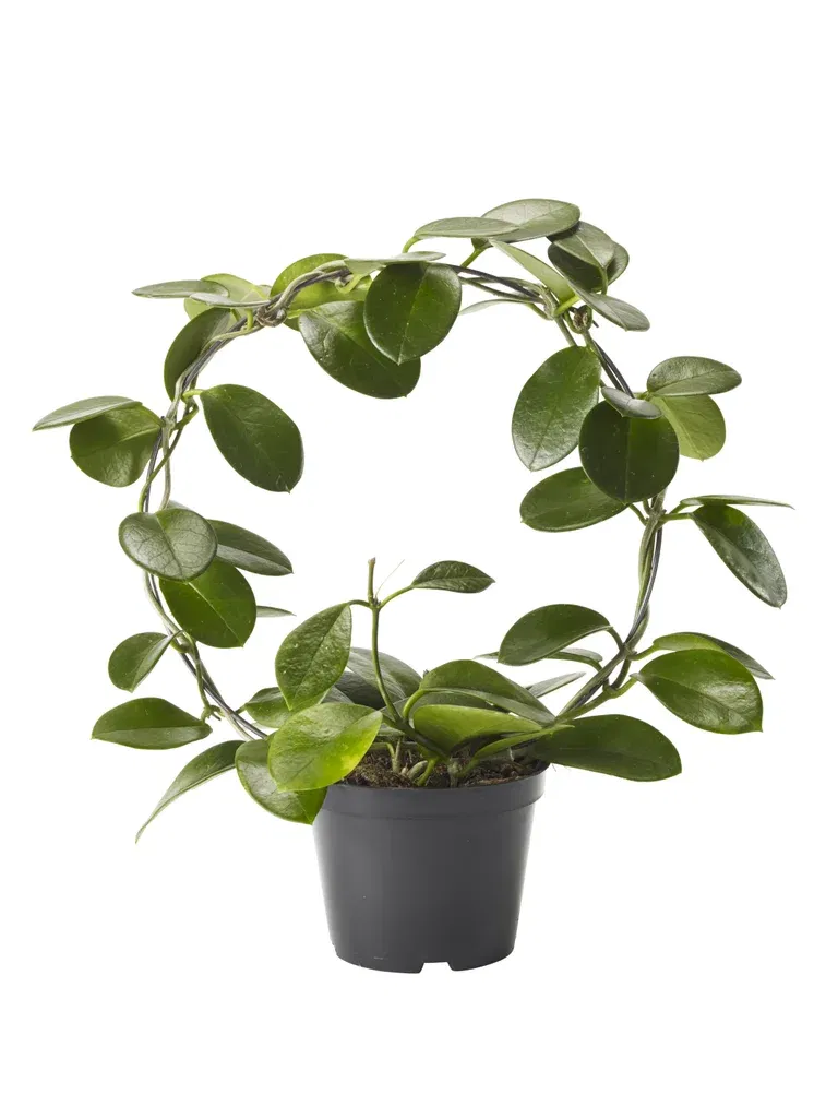 Hoya carnosa 'Australis' on bow