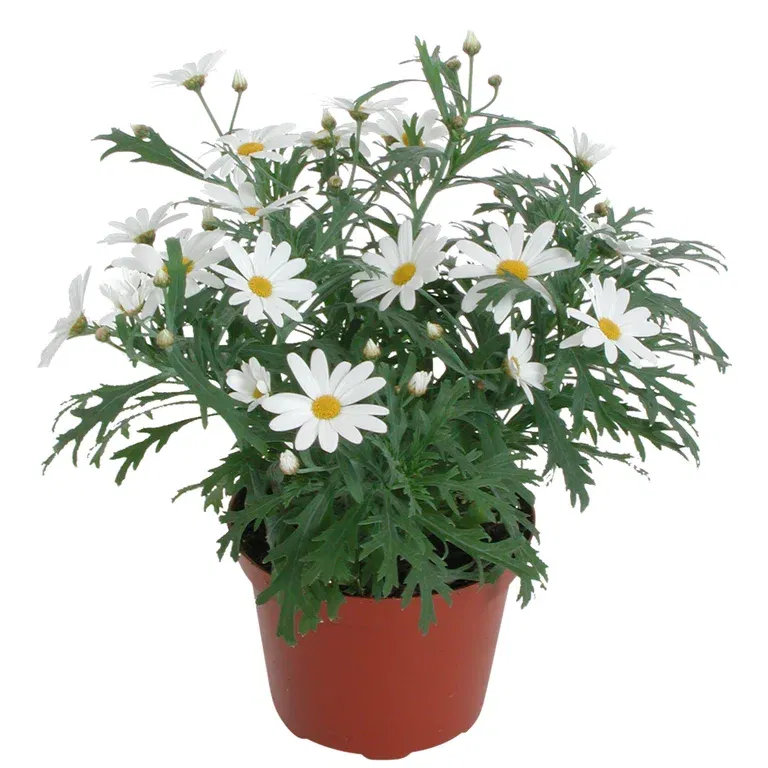 Argyranthemum White 10,5 cm