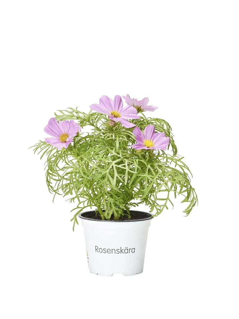 Cosmos bipinnatus 12 cm